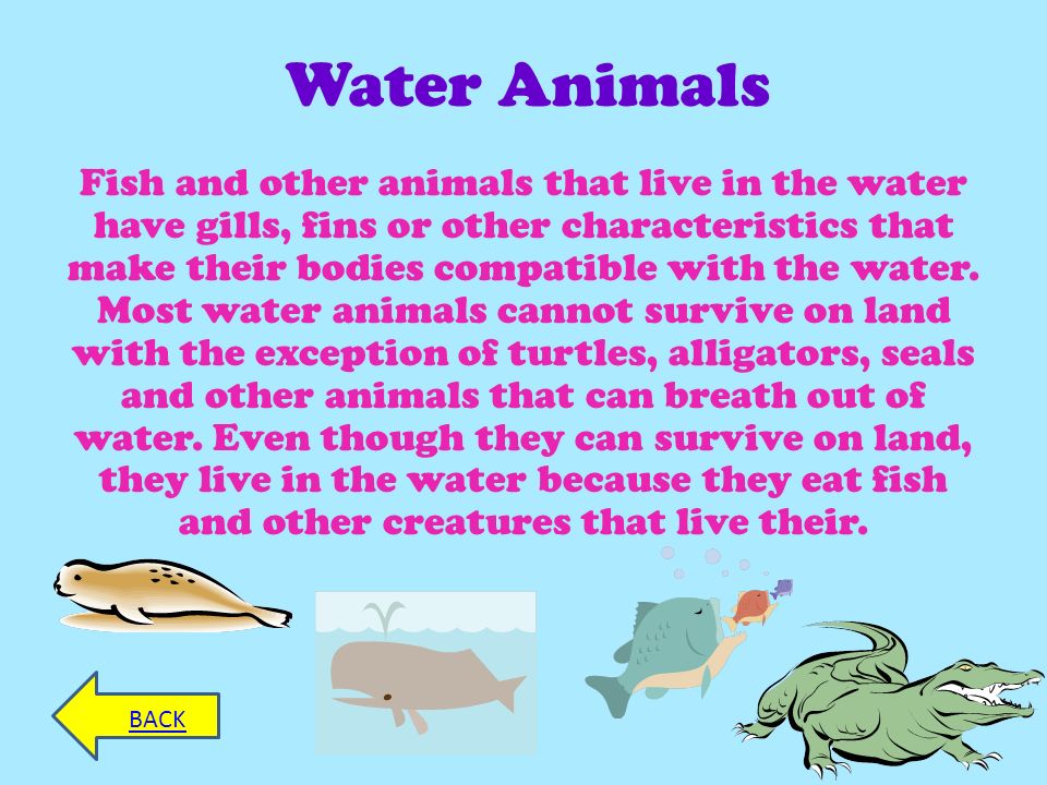 ANIMALS MENU INTRODUCTION CREDITS INTRODUCTION This power point goes over  animals and how their physical characteristics effect where they live and  what. - ppt download