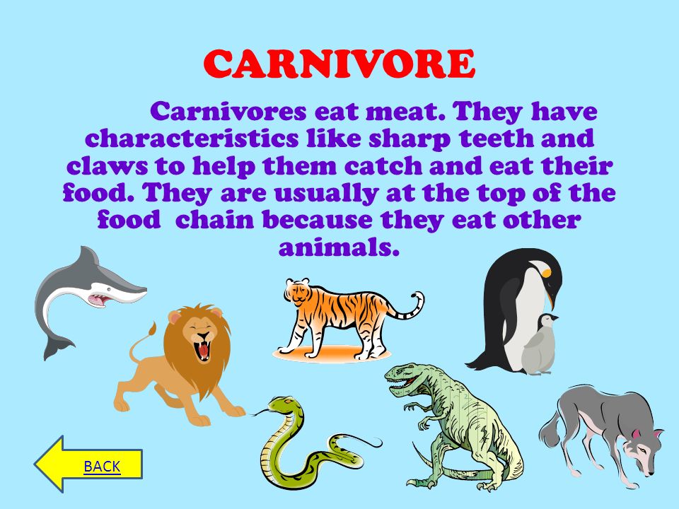 Animals translate. Carnivore. Плотоядные животные на английском. Carnivores примеры. Карниворы животное.