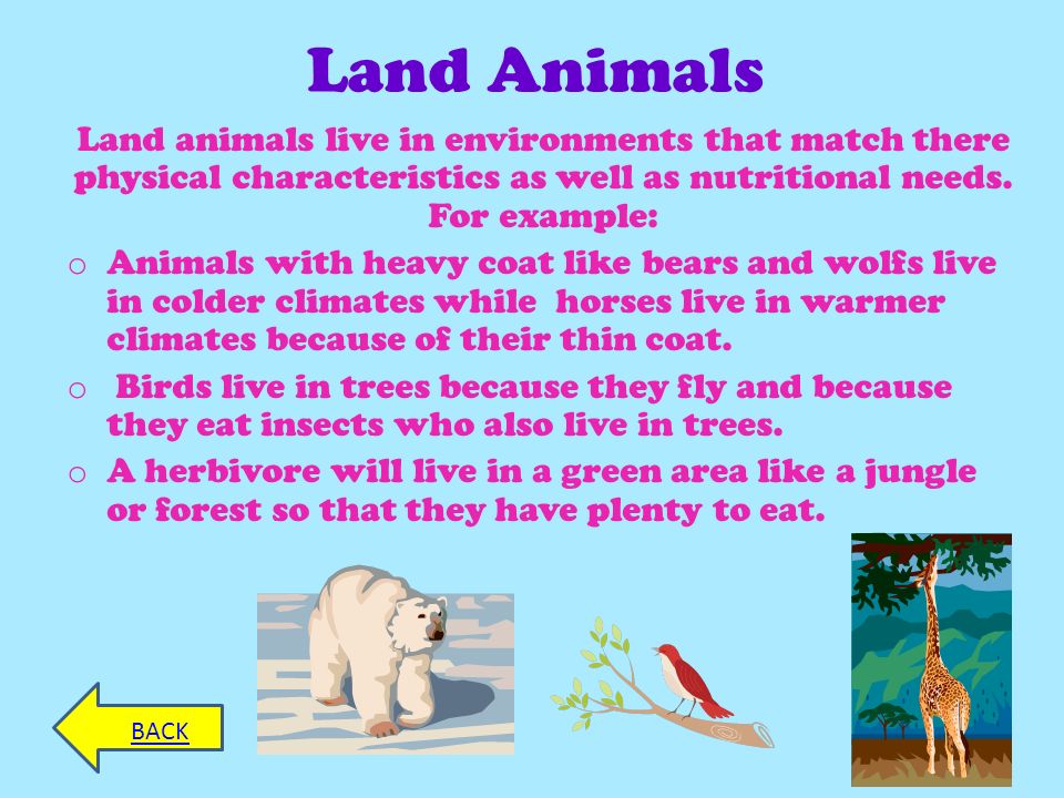 ANIMALS MENU INTRODUCTION CREDITS INTRODUCTION This power point goes over  animals and how their physical characteristics effect where they live and  what. - ppt download