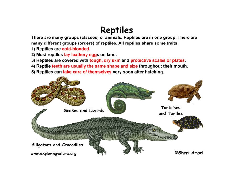 Classification. Classification Reptile Classification Today, scientists classify  reptiles into four major groups known as 