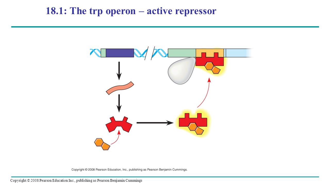 Copyright © 2008 Pearson Education Inc., publishing as Pearson Benjamin Cummings 18.1: The trp operon – active repressor