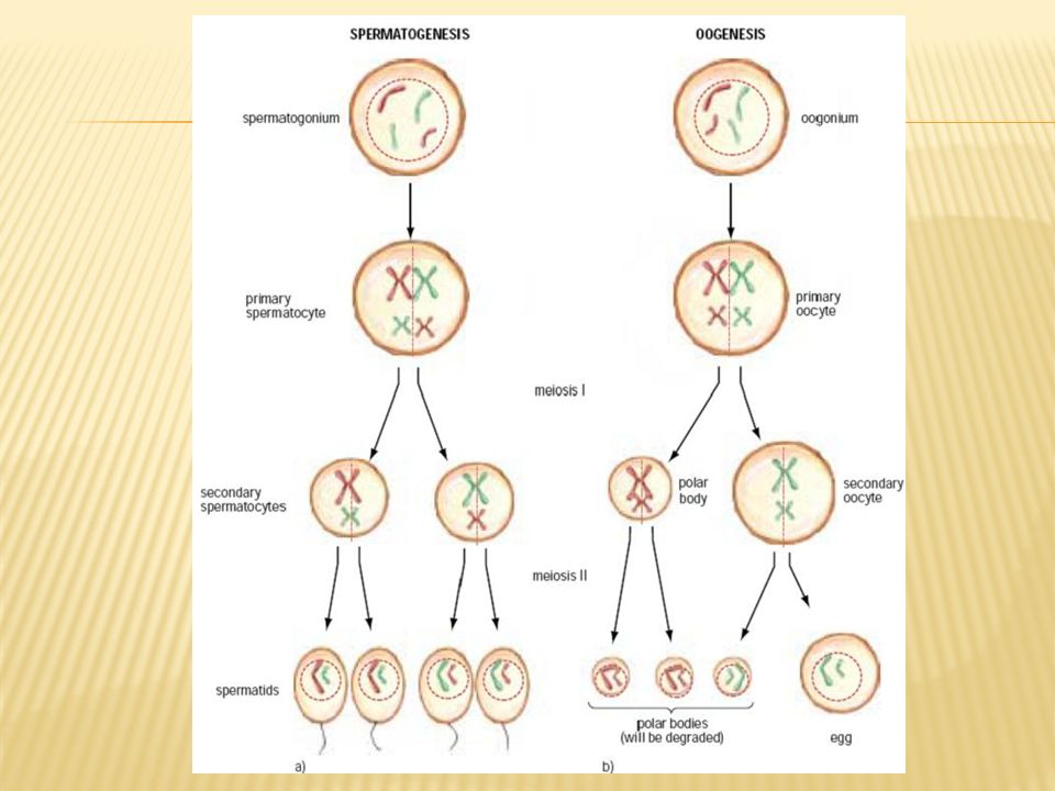 В результате мейоза образуются яйцеклетки. Oogenesis. Блок мейоза в оогенезе. Фаза размножения оогенеза. Сперматогенез кроссинговер.