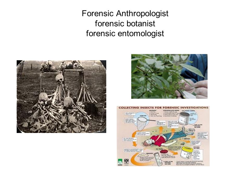 Forensic Anthropologist forensic botanist forensic entomologist