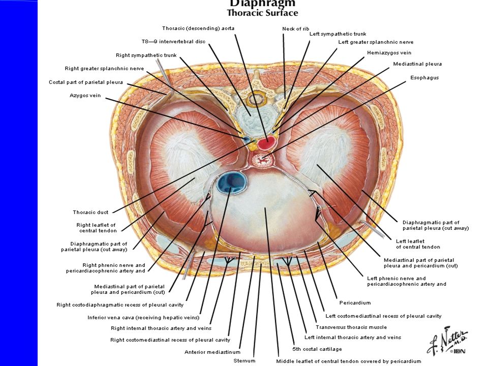 Supracolic Region Aortic Hiatus T12 Aorta Thoracic Duct And Azygos Vein Esophageal Hiatus T10 Esophagus Left Gastric A V Vagal Trunks Vena Ppt Download