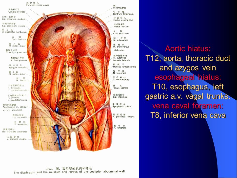 Supracolic Region Aortic Hiatus T12 Aorta Thoracic Duct And Azygos Vein Esophageal Hiatus T10 Esophagus Left Gastric A V Vagal Trunks Vena Ppt Download