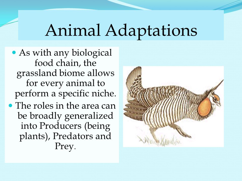 12+ Grassland Biome Animals Food Chain Gif