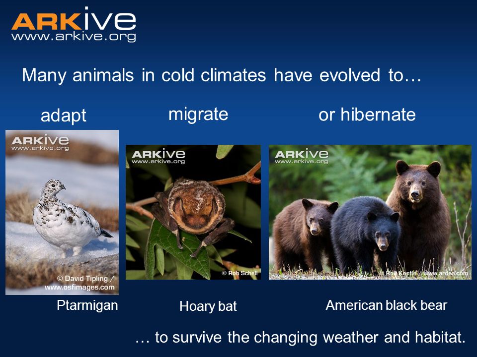 Seasons in the Woods. How do animals survive the winter? - ppt download