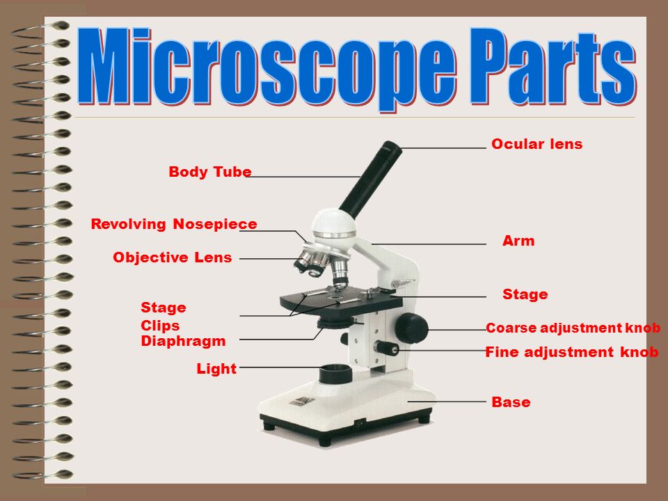 Introduction to the Microscope. Compound Microscope Dissection ...