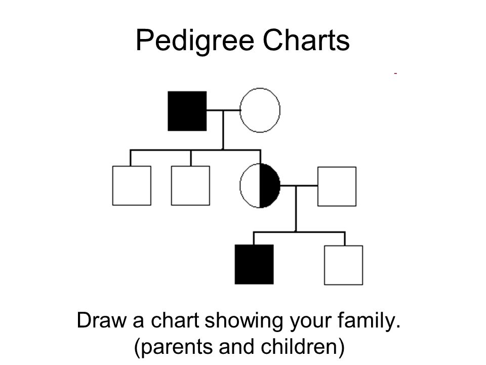 Draw Pedigree Chart
