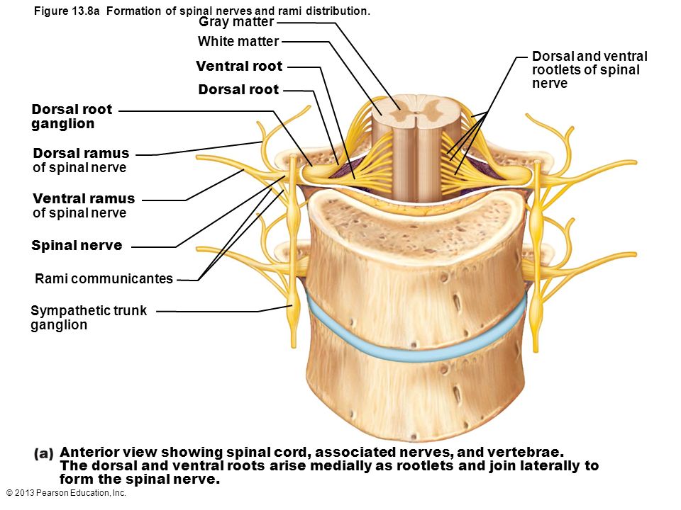 © 2013 Pearson Education, Inc. Figure 13.8a Formation of spinal nerves and ...