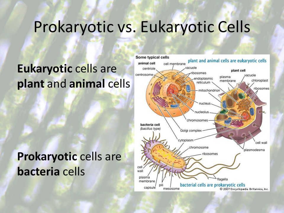 Prokaryotic vs. Eukaryotic Cells What does ‘-karyotic’ mean? What does ...