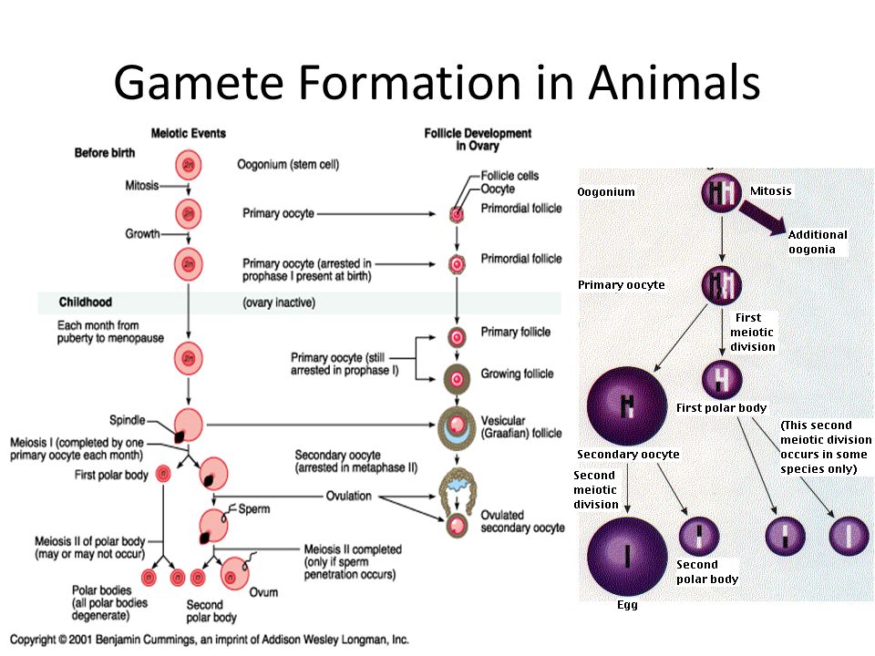 Chapter  From Gametes to Offspring AP Biology Fall ppt download