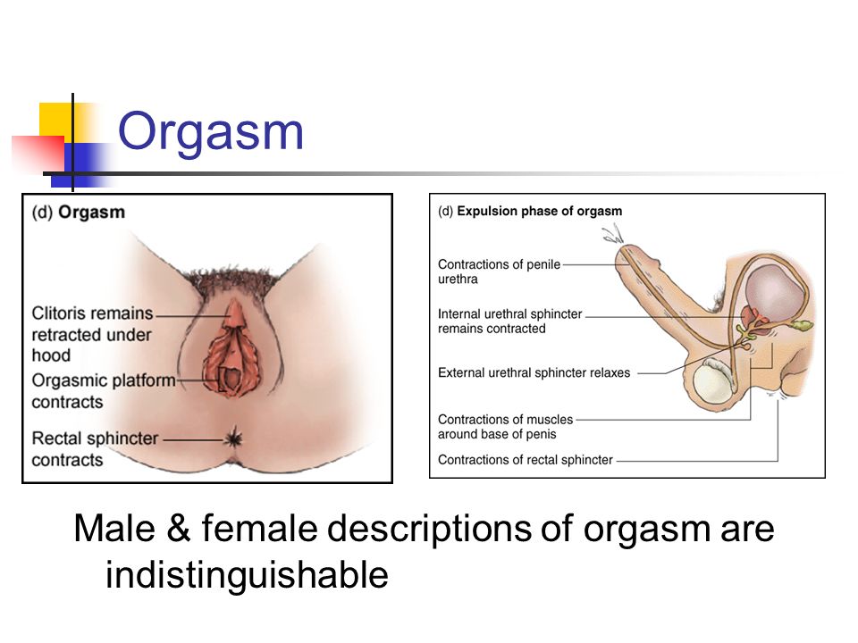 The evolution of the female orgasm