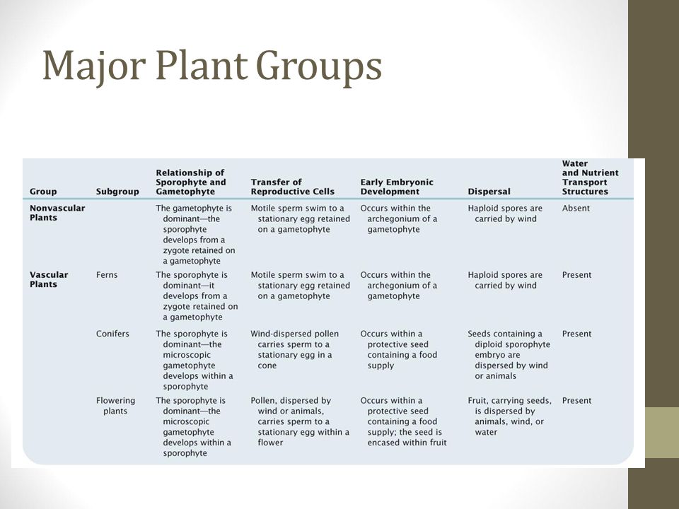 Classification. What Are the Major Groups of Plants? Two major groups of  land plants arose from ancient green algal ancestors The nonvascular plants  (called. - ppt download