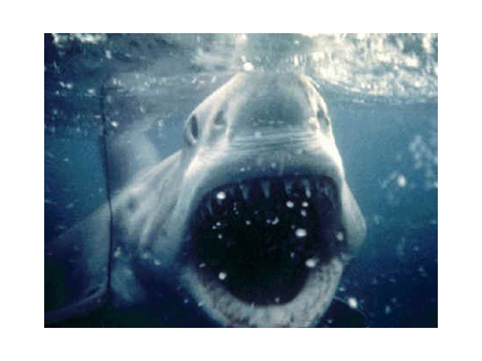 Shark Detection and Warning System Michael Beeler –Program Manager Miriam Lindhorst –Webmaster Marino Angeles –Planning... 
