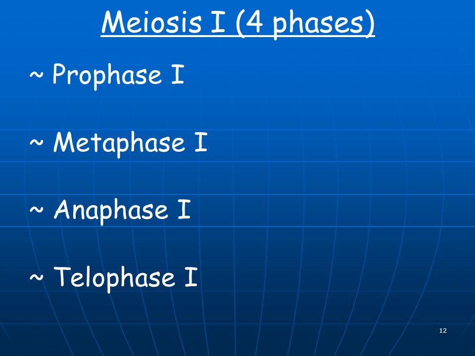 12 Meiosis I (4 phases) ~ Prophase I ~ Metaphase I ~ Anaphase I ~ Telophase I