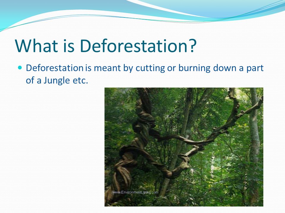 By Nisal Deelaka Jinadasa 7M Royal College. What is Deforestation ...