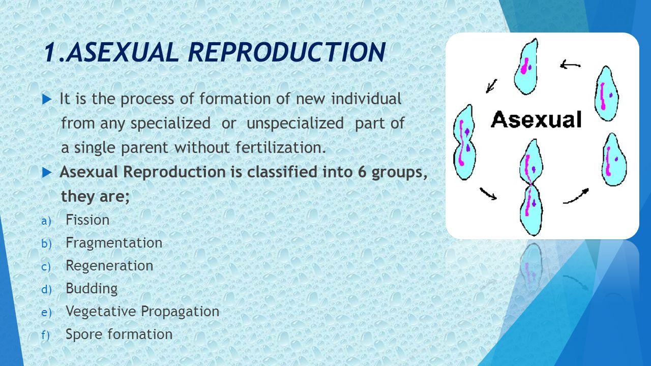 Crossword puzzle dating C code for fragmentation asexual reproduction