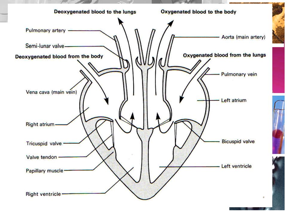 The Heart & ECGs B5b. OBJECTIVES Key Objective Explain how the heart ...