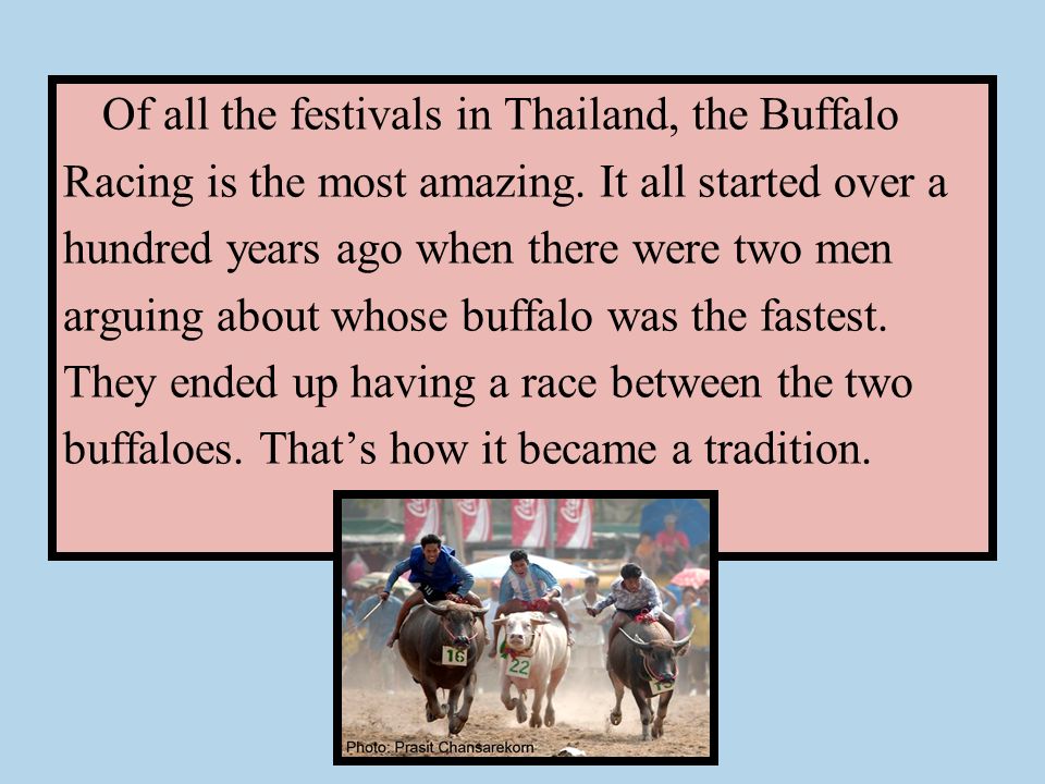 Buffalo Racing Festival By Miss Pittiya Loiklinmonkol No 11 Cl 5 Of All The Festivals In Thailand Buffalo Racing Is Most Amazing