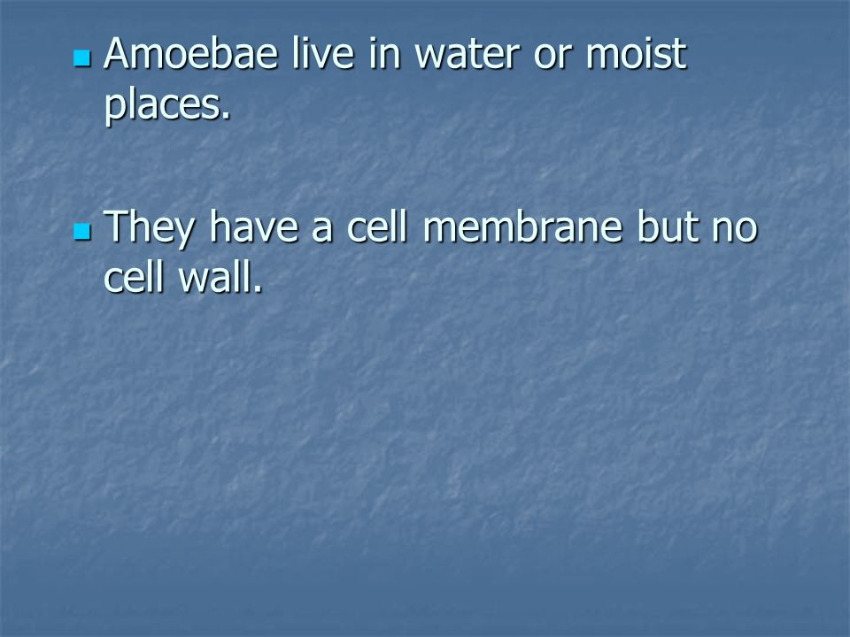 Amoebae live in water or moist places. Amoebae live in water or moist places.