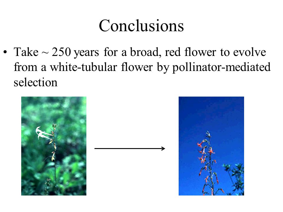 Conclusions Take ~ 250 years for a broad, red flower to evolve from a white-tubular flower by pollinator-mediated selection