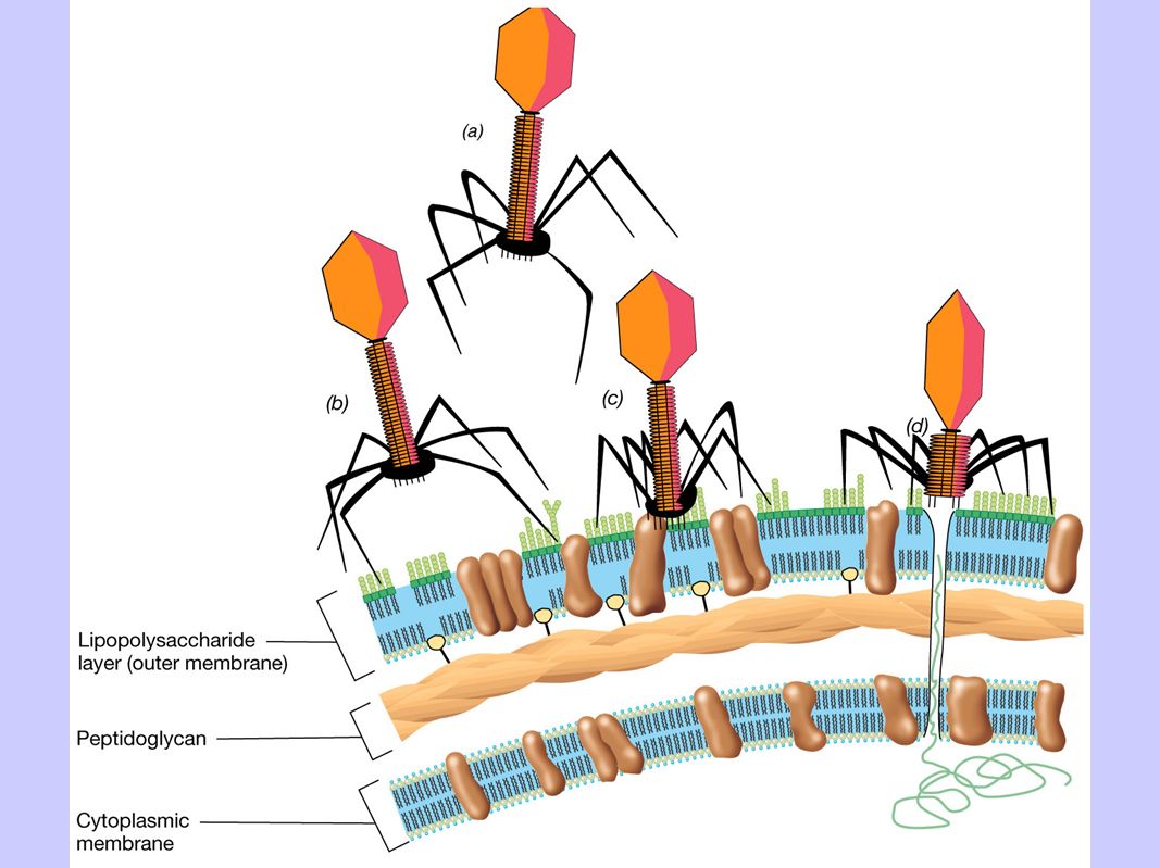 Цикл бактерии. Механизм действия бактериофагов на бактериальную клетку. Жизненный цикл бактериофага схема. Бактериофаг паразиты бактерий. Этапы проникновения бактериофага в клетку.