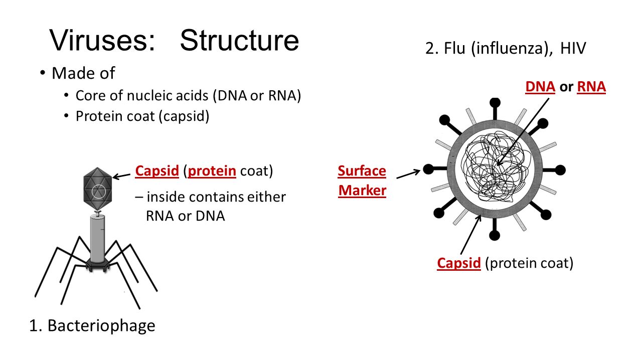 Capsid (protein coat) – inside contains either RNA or DNA Surface Marker DNA or RNA Capsid (protein coat) 2.