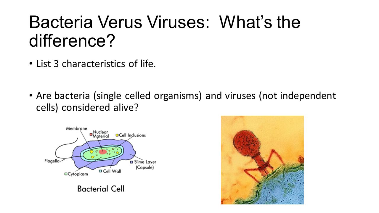 Bacteria Verus Viruses: What’s the difference. List 3 characteristics of life.