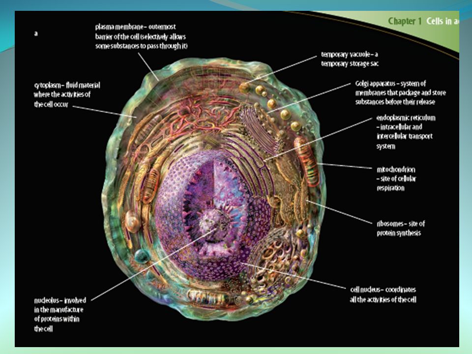 CELL THEORY  All organisms are composed of cells  The cell is the  smallest unit of living matter  Cells arise from pre-existing cells   Information. - ppt download