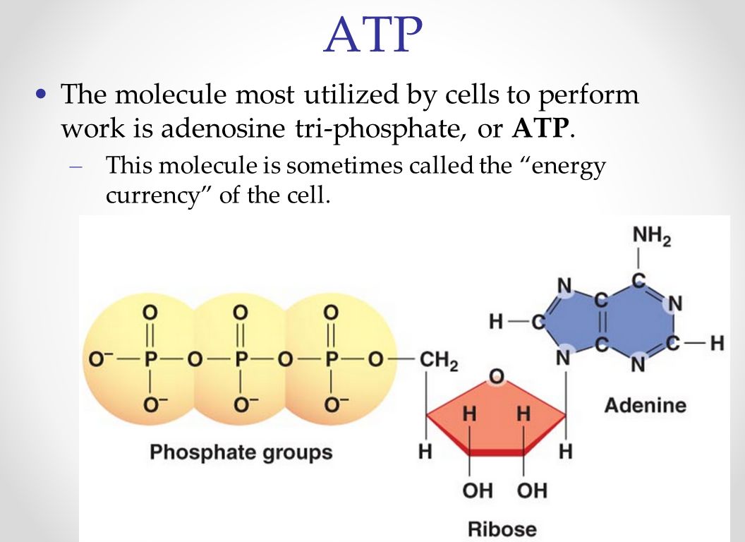 Выработка атф. Строение молекулы АТФ. Аденин в АТФ. Модель молекулы АТФ. ATP это АТФ.