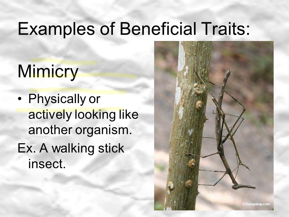 Examples of Beneficial Traits: Mimicry Physically or actively looking like another organism.