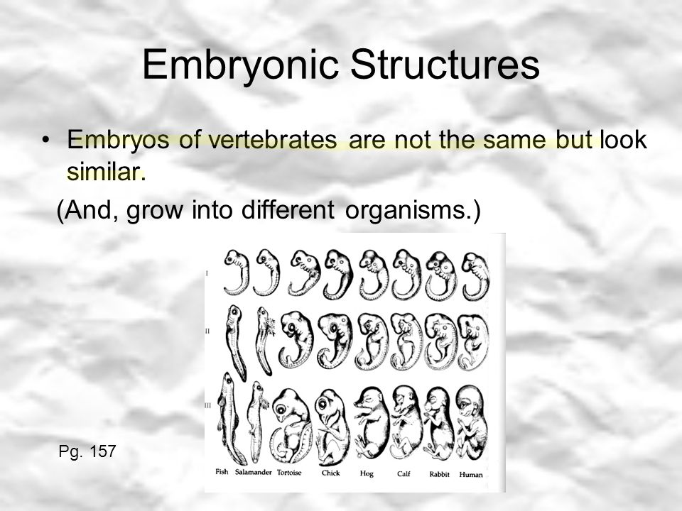 Embryonic Structures Embryos of vertebrates are not the same but look similar.
