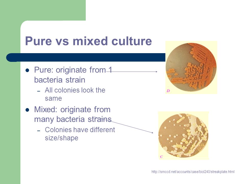 Bacterial identification plating streaking how to inoculate how to observe.  - ppt download