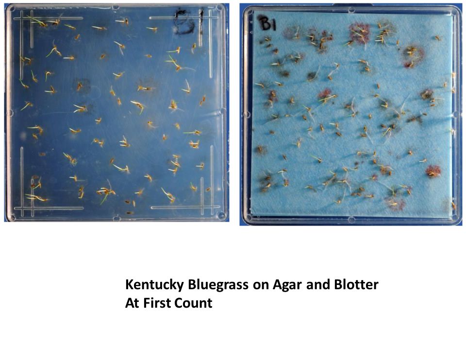 Kentucky Bluegrass on Agar and Blotter At First Count