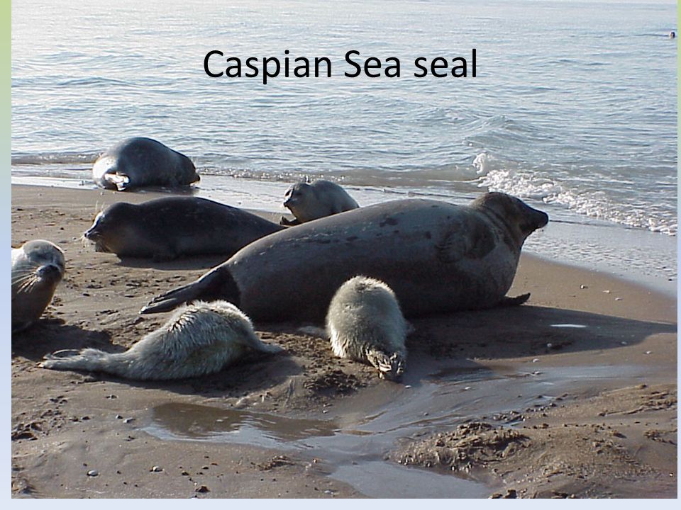 Caspian Sea seal