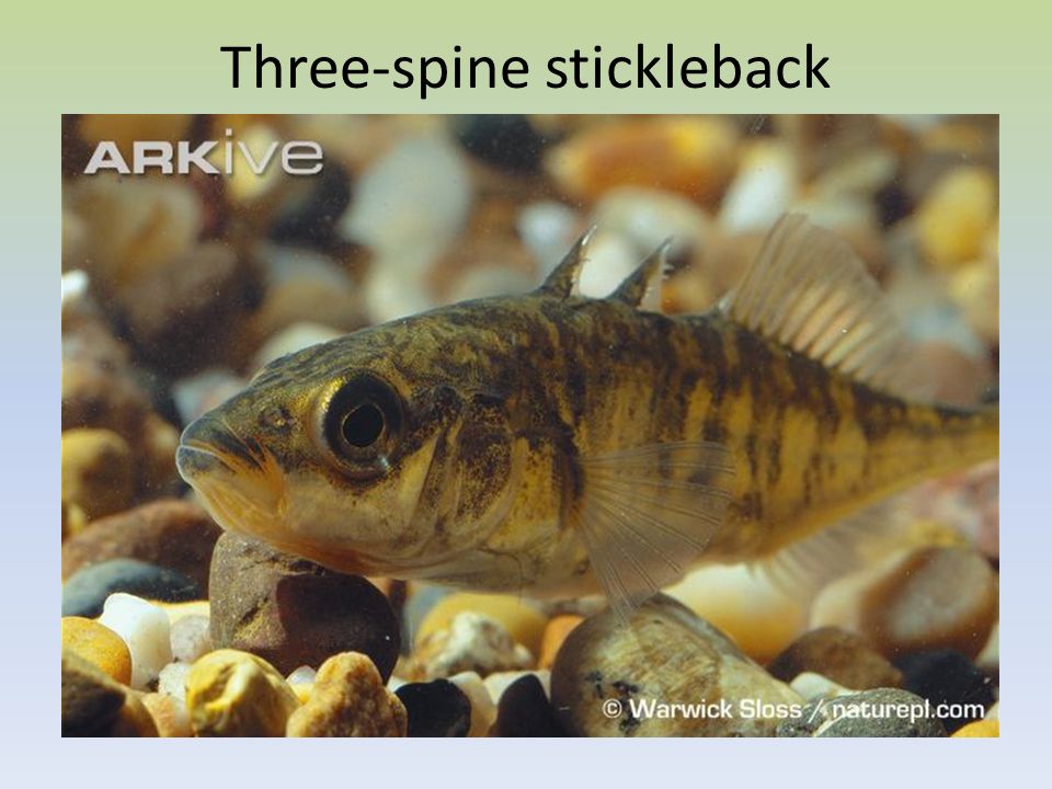 Three-spine stickleback
