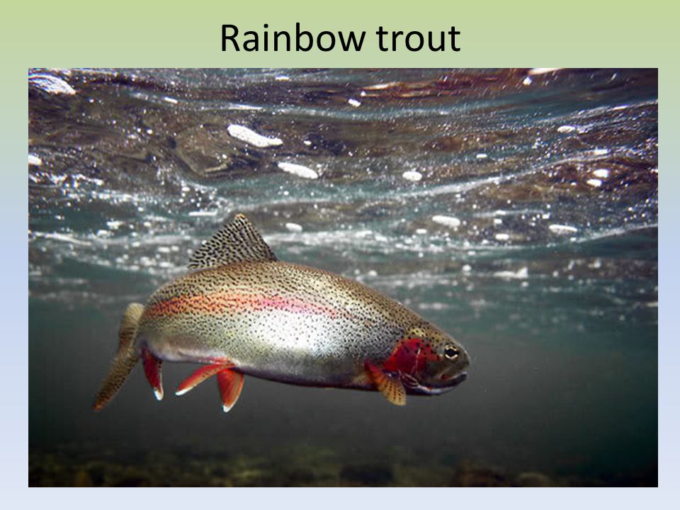 Rainbow trout