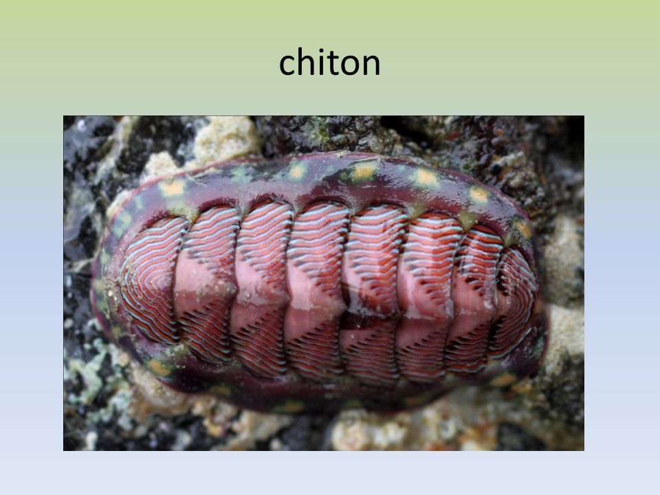 chiton