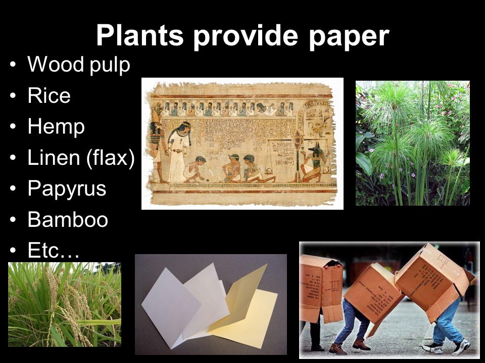 Plants provide paper Wood pulp Rice Hemp Linen (flax) Papyrus Bamboo Etc…