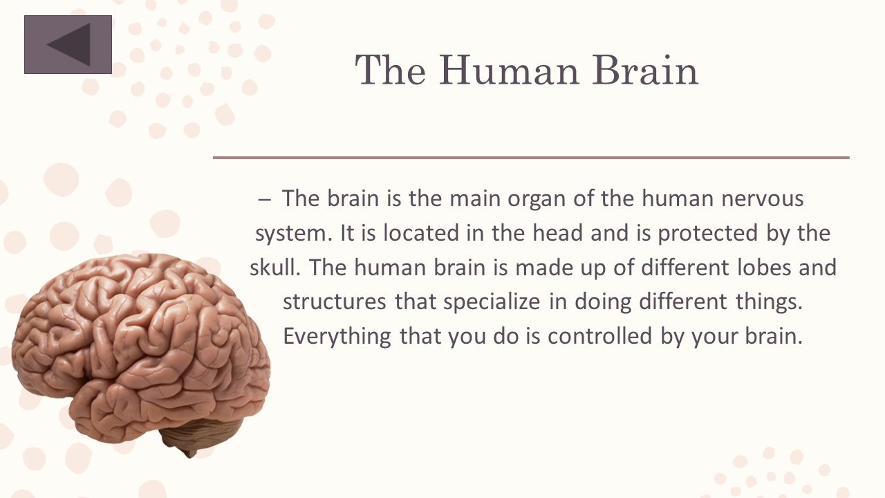 Several Parts Of Your Brain Help You >> Parts Of The Human Brain Ashley Nagle Main Menu Click On A Part Of Several Parts Of Your Brain Help You >> Parts Of The Human Brain Ashley Nagle Main Menu Click On A Part Of