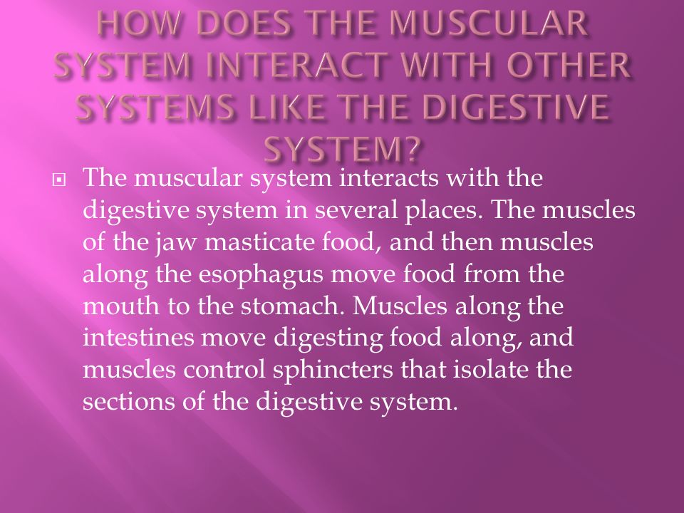  The muscular system interacts with the digestive system in several places.