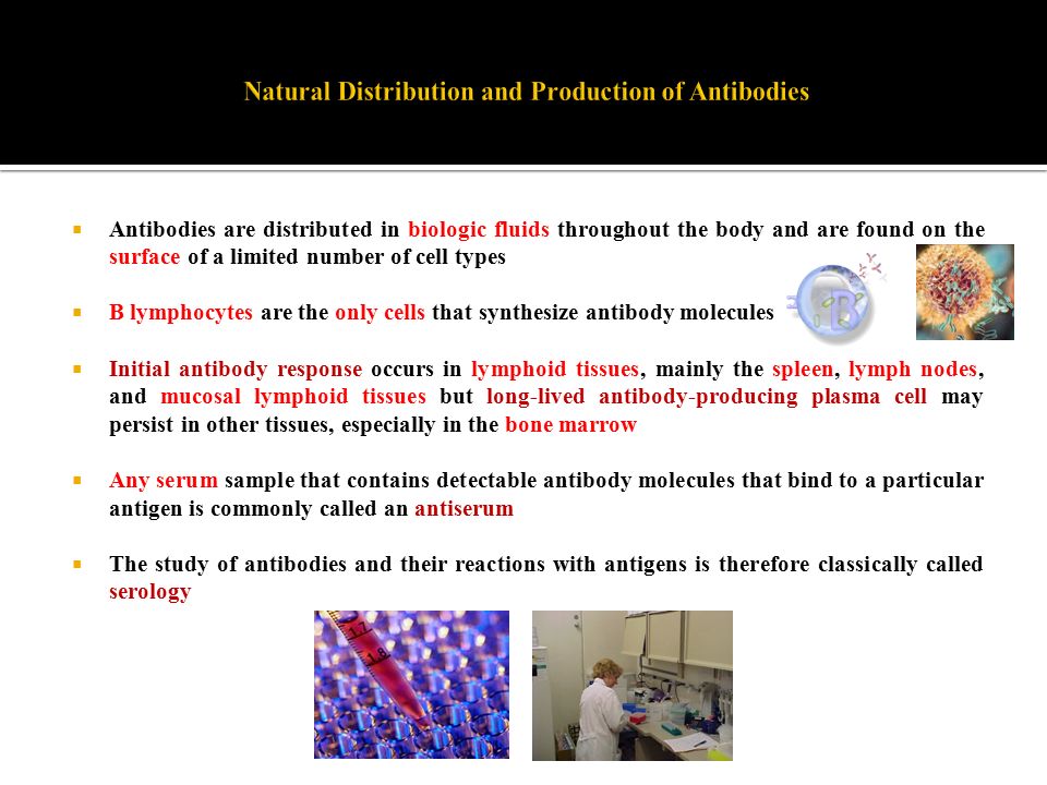  Antibodies are distributed in biologic fluids throughout the body and are found on the surface of a limited number of cell types  B lymphocytes are the only cells that synthesize antibody molecules  Initial antibody response occurs in lymphoid tissues, mainly the spleen, lymph nodes, and mucosal lymphoid tissues but long-lived antibody-producing plasma cell may persist in other tissues, especially in the bone marrow  Any serum sample that contains detectable antibody molecules that bind to a particular antigen is commonly called an antiserum  The study of antibodies and their reactions with antigens is therefore classically called serology