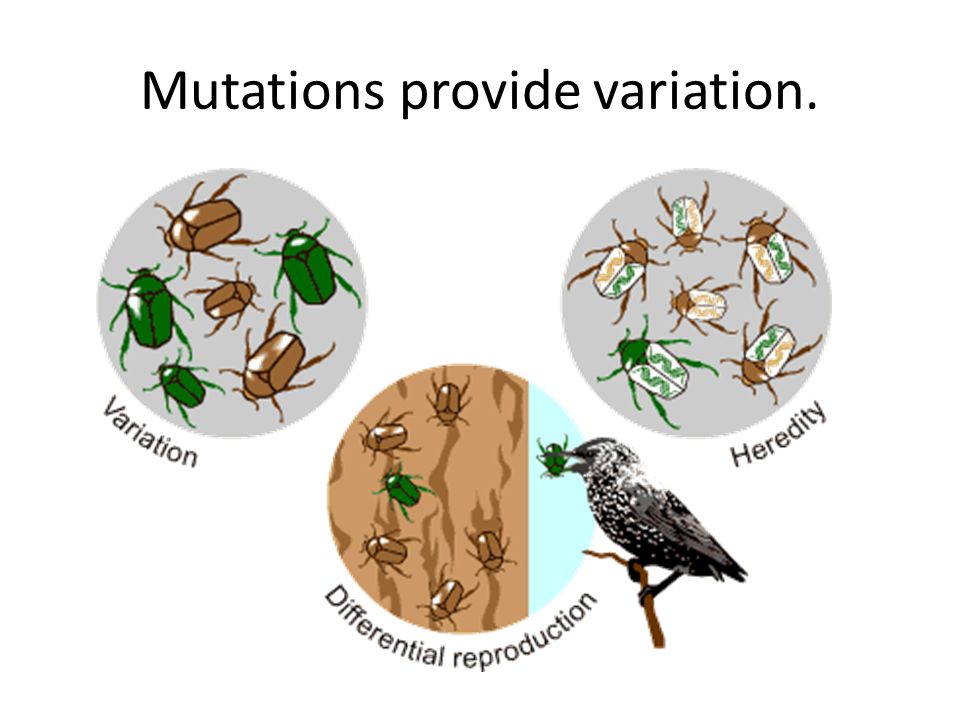 Mutations provide variation.