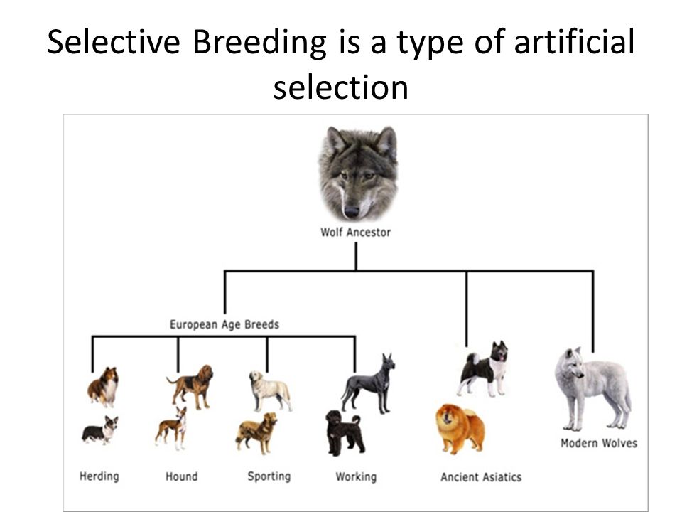 Selective Breeding is a type of artificial selection