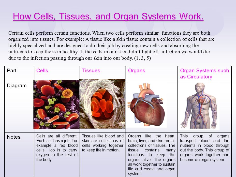 Cells, Tissues, Organs and Organ Systems by Elizabeth Harris.  lizzywantssomepie.wikispaces.com/file/view/Powerpoint ppt download