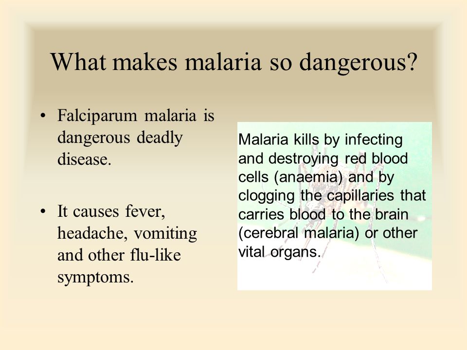 What makes malaria so dangerous. Falciparum malaria is dangerous deadly disease.