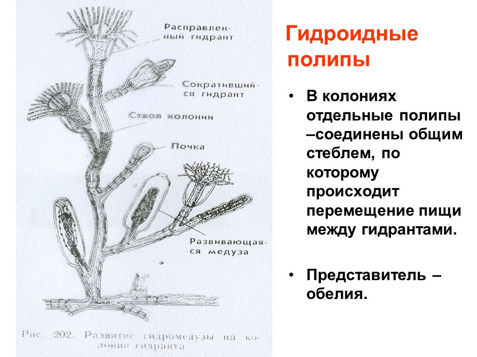 Организм имеющий колониальное строение. Гидроидный полип обелия. Морские Гидроидные полипы колонии. Обелия гидра. Гидроидные полипы строение.