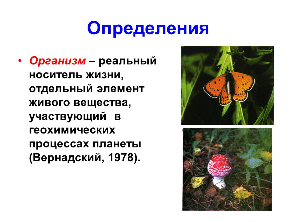 Жизненные процессы организмов. Живой организм это определение. Органинизмы определение. Организм определение биология. Организм определение 5 класс.