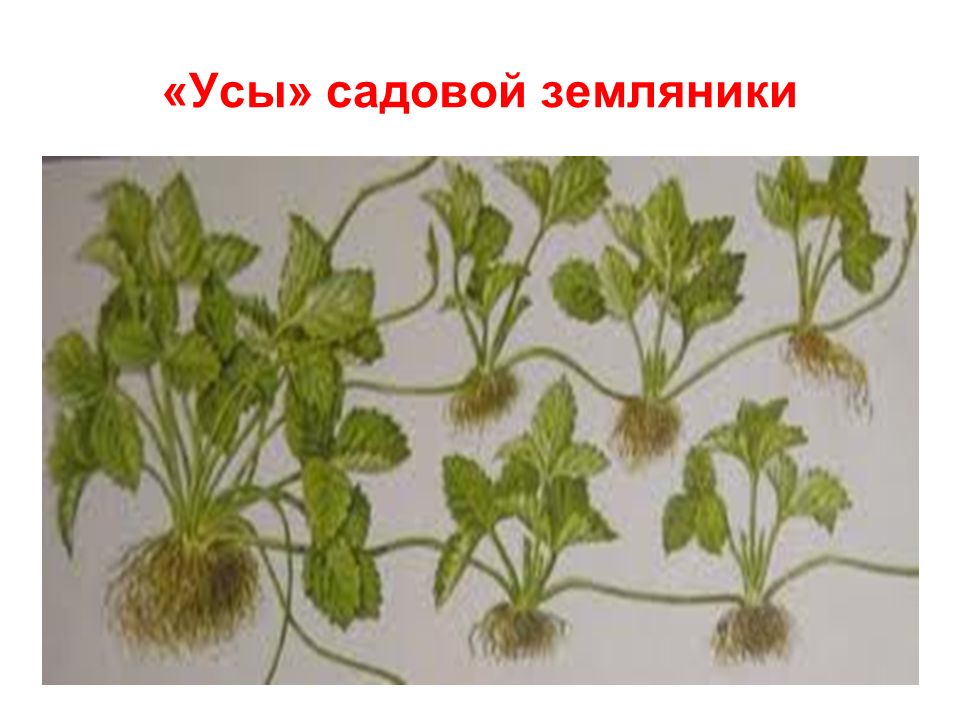 Усы клубники рисунок